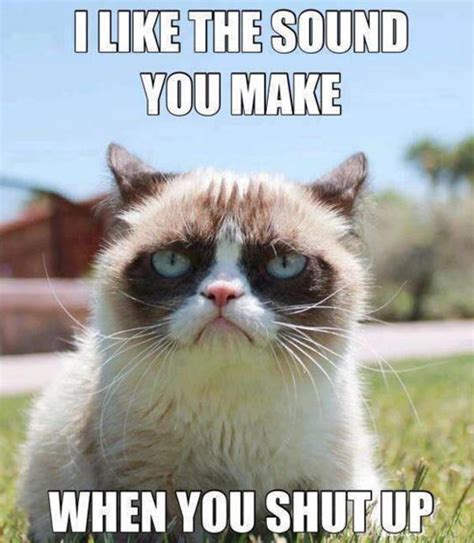 ugly cat meme|grumpy cat no meme.